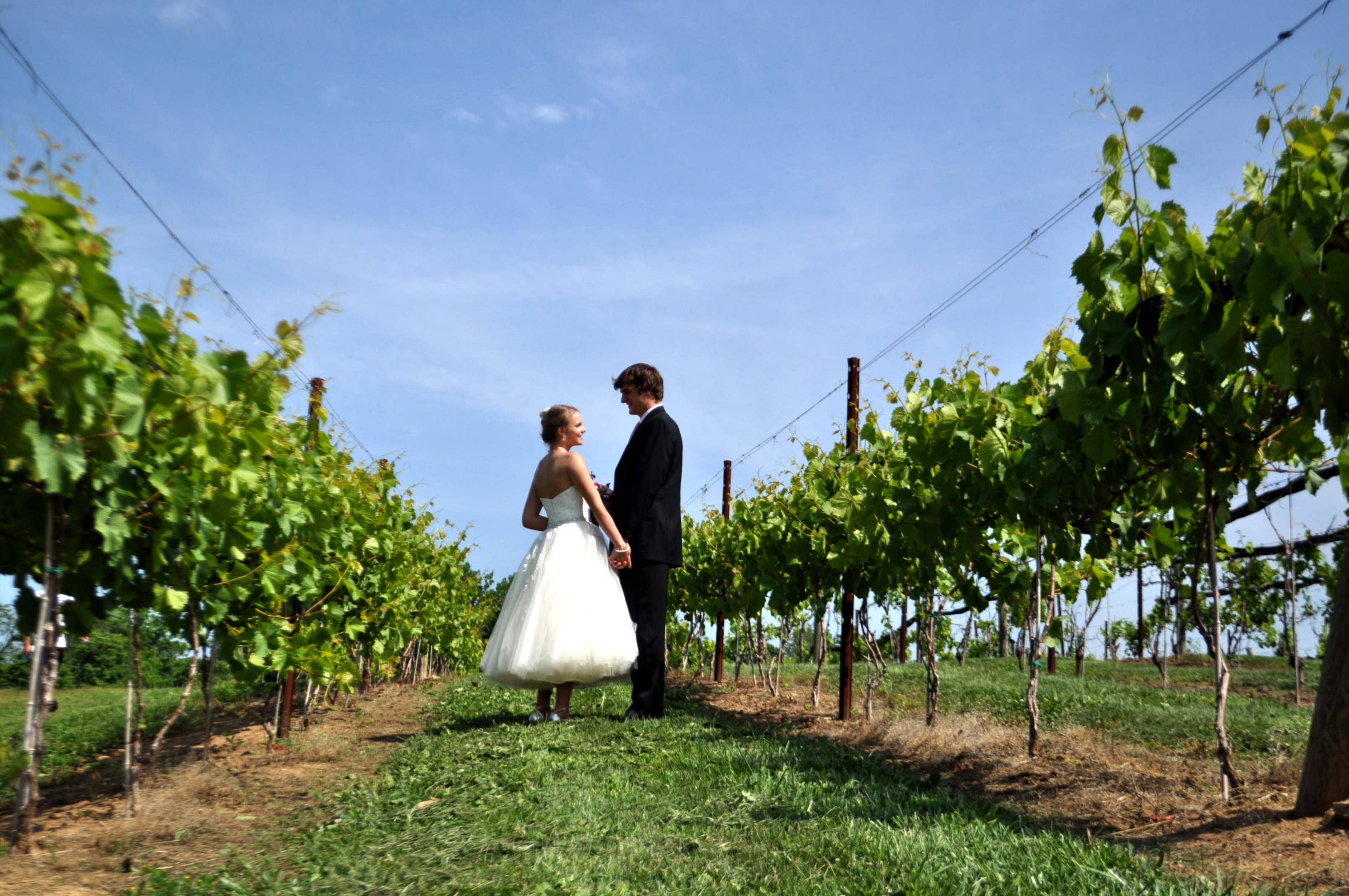 Wedding Couple in Vineyard