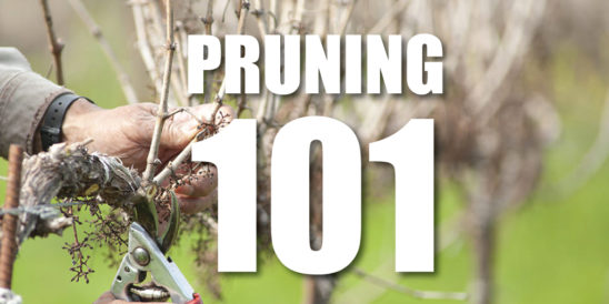 Pruning 101