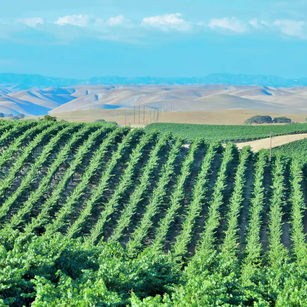 Santa Barbara County vineyard